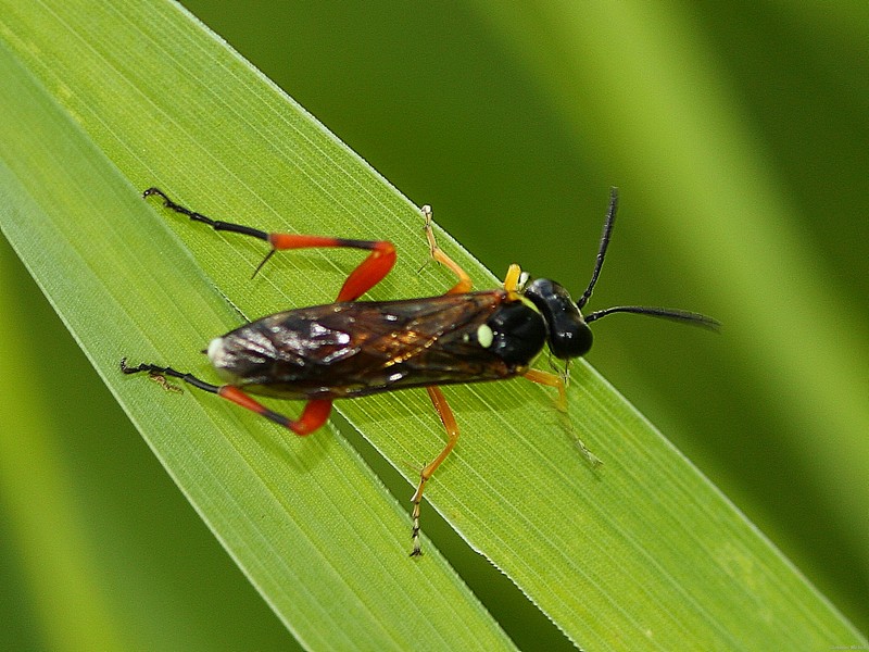 Macrophya  rufipes